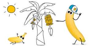 "Warum ist die Banane krumm?" Dazu zeigt Bob Banane wie sie wachsen.