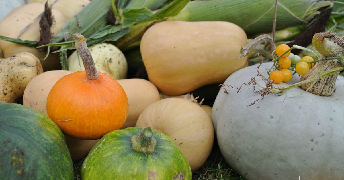 Freche Freunde - Ernährung - Essbare Kürbisse